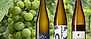Redaktionens bästa riesling - header