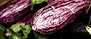 Skillnaden mellan zucchini och aubergine