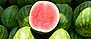 Vattenmelon omslagsbild