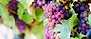 Vin artikel lila vindruvor vingård