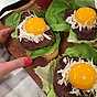 Bookmaker toast