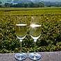 Champagne – franskt mousserande vin