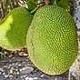 Därför kan du inte äta jackfruit i stället för kött 1