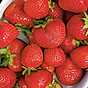 Förläng hållbarheten på jordgubbarna