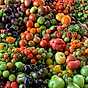 Godaste tomatsorterna – 10 i topp 1