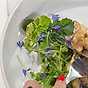 Koralltaggsvamp med örtsallad