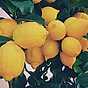 Medelhavsmat temasida citronträd