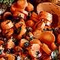 Morötter med örtkryddor