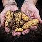 Odla och skörda potatis