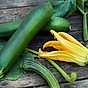 Odla zucchini blomma och zucchini