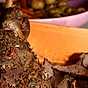 Örtfylld lammstek med honungsslungade morötter och persiljepotatis