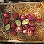 Potatis – världens mest älskade knöl 9