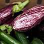 Skillnaden mellan zucchini och aubergine