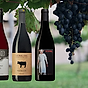 Spätburgunder - Pinot Noir på tyska