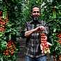 Tomatmannens tips: Så får du mängder av tomater 1