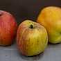 Välj rätt äpple till din trädgård - 3