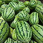 Välj rätt melon –  ljudet avslöjar 2