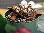Birgittas godaste chokladsnittar