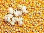 Bruno gjorde popcorn till sitt liv - korn och popcorn