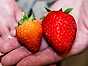 Få jordgubben att smaka extra gott 3