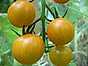 Sungold