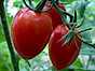 Tomatoberry