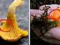Till vänster: Kantarell Åsar som sprider sig ner över foten Till höger: Narrkantarell Skivor under hatten och en tydlig gräns där den övergår i foten