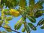 Kastanjekrona