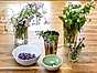 Ätbara blommor som ängsbräsma, löktrav, gökärt, tusensköna och gräslöksknoppar
