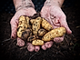 Odla och skörda potatis