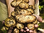 Odla potatis i hink potatis i jord