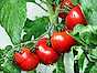 Odla tomater kvist