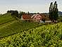Österrike vingård