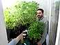 Abdullah med sina tomatplantor