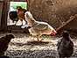 Den KRAV-märkta kycklingen är den enda som får grönt ljus i WWF:s köttguide