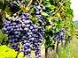 Sangiovese – en italiensk klassiker druvklasar