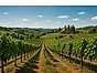 Sangiovese – en italiensk klassiker vinodling Toscana