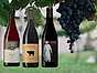 Spätburgunder - Pinot Noir på tyska