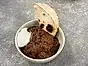 Texas wild boar chili