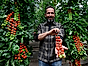 Tomatmannens tips: Så får du mängder av tomater 1