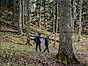Man behöver inte leta långt in i skogen, mycket växer längs vägar och i övergångarna mellan väg, äng och skog