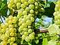 Vin från England gröna druvor