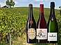 Vin från Italien - redaktionens favoriter header
