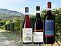 Vin från Piemonte – redaktionens 7 favoriter header