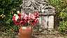 Amaryllis Vinterns vackra och goda