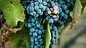 Artikel naturviner druvor