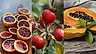C-vitamin – därför är det viktigt för kroppen!