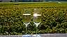 Champagne – franskt mousserande vin