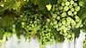 Chardonnay eller Chablis vita druvor
