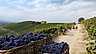 Enjoy Wine & Spirits Vintips från Piemonte header